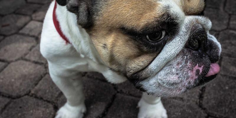 夏日派对必备：5升装西班牙果酒桑格利亚大碗酒配方与装饰艺术