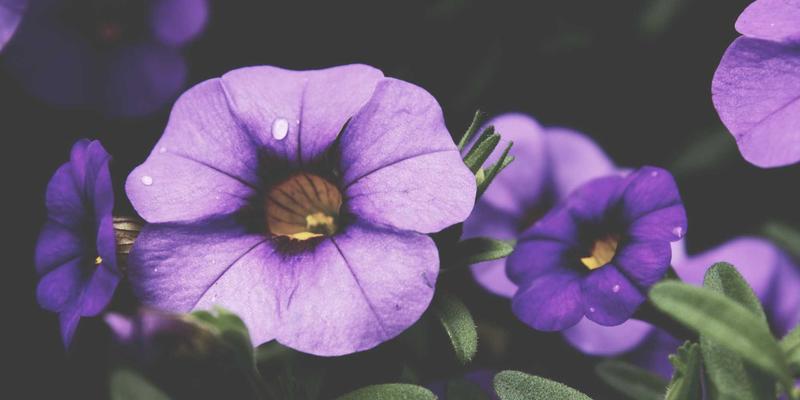 桑格利亚65：西班牙果酒的现代复兴与经典食谱